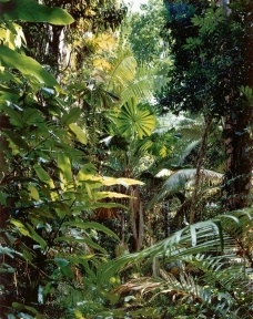 Paradise 1, Daintree/Australia, 1998 · C-Print, 225,5 x 179 cm · Kunsthaus Zürich<br />Thomas Struth 