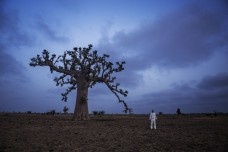 A história do futuro_capítulo da Agromancia, O Baobá, Impressão fotográfica 150 x 225 cm