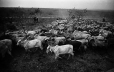 Habitantes dos campos perto de Lassance. MG, 1963-1967<br />Foto: Maureen Bisilliat 