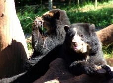 Casal Urso de Óculos no Parque Ecológico de São Carlos [[Divulgação]]