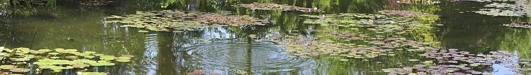 Lago das Ninfeias na residência de Claude Monet em Giverny. Foto Victor Hugo Mori