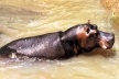 Hipopótamo Tetéia [Foto Glória Jafet / Zôo SP]