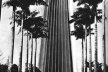 Estudo de Oscar Niemeyer, encomendado na gestão Israel Pinheiro, para "substituir" o Palácio da Liberdade por um mais imponente "marco para o governo de Minas Gerais", 1969