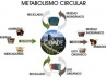 Modelo de metabolismo circular das cidades [Modificado de ROGERS, 2001, p. 31]