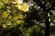 Telhado entre árvores, Santuário Nezu<br />Foto Tom Boechat/Usina de Imagem 