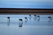 Flamingos na Laguna Chaxa, Salar de Atacama, Chile<br />Foto José Tabacow 