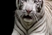Tigre-branco [Foto Glória Jafet / Zôo SP]