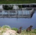 Capivaras nas margens do Rio Pinheiros, São Paulo<br />Foto Nelson Kon 