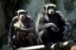 Chimpanzés [Foto Glória Jafet / Zôo SP]