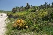 Aechmea sp., Philodendron sp. e Opuntia sp. na Praia do Silveira<br />Foto José Tabacow 