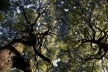 Árvores centenárias, Santuário Hikawa<br />Foto Tom Boechat/Usina de Imagem 