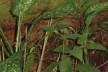 Figura 6. Efeitos de borda e invasão de espécies exóticas em uma unidade unifamiliar no Alto da Boa Vista, Rio de Janeiro [acervo pessoal]