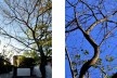 À esquerda, pátio do quintal; à direita, árvore do quintal
<br />Fotos Augusto Pessoa 