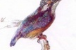 "Pássaro", John Ruskin.  [Ruskin´s Drawing, Ashmolean Museum, Oxford, 1997, p. 43]