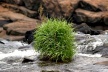 Vegetação existente no leito do rio <br />Foto Juliana Falchetti 