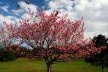 Cerejeira em flor no Jardim Botânico<br />foto Lygia Nery 