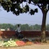vendedor de legumes e frutas nas ruas de Chandigarh<br />Foto de Denise Teixeira e Luís Barbieri 