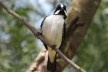 Bigodinho (<i>Sporophila lineola</i>), pájaro migratorio<br />Foto/photo Jose Getulio de Oliveira  [Creative Commons]