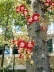 Árvore abricó-de-macaco, couroupita guianensis Aubli, uma das espécies preferidas do paisagista Roberto Burle Marx, nos jardins da FAU-UFRJ<br />Foto Butikofer & de Oliveira 