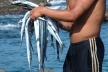Pescador em Santo Antão<br />Foto Paula Janvotich 