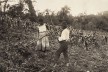 Casal trabalhando em plantação de milho, 1910<br />Foto Vincenzo Pastore 