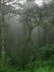 Floresta no Equador.  [World Rainforest Movement]