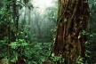 Bosque tropical de Niebla, Reserva de Santa Elena, Costa Rica. <br />Foto Félix Grande.  [WWF Centroamérica]