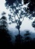 Niebla, Bosque tropical de montaña, Parque Nacional Chirripó, Costa Rica. <br />Foto Félix Grande.  [WWF Centroamérica]