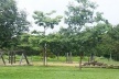 Fig. 8: ‘Praça da Árvore’ não utilizada, na Quadra 204N<br />Autoria: Patrícia Orfila (2009) 