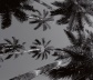 Céu de palmeiras [detalhe]  <br />Foto Cesar Barreto 
