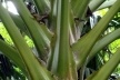 Inserção das folhas na estipe da palmeira talipot