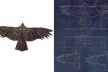 Aves-pipas, protótipo pássaro