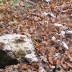 Grupo de borboletas monarcas tomando água<br />Foto Sandra Barone 