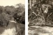À esquerda, barcos no rio Tamanduateí, São Paulo 1910; á direita, figueira junto ao rio Tamanduateí, provavelmente nas proximidades da rua Santa Cruz da Figueira, 1910<br />Fotos Vincenzo Pastore 
