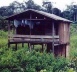 Figure 4 – A caboclo’s dwelling on firm-ground, elevated to optimize air flow around the building and protect interior from insects and animals<br />Foto Beatriz Santos Oliveira 