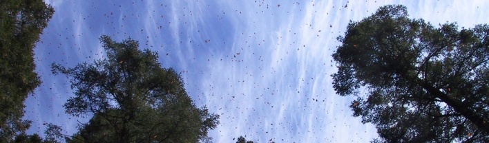 Confete de borboletas no céu<br />Foto Sandra Barone 
