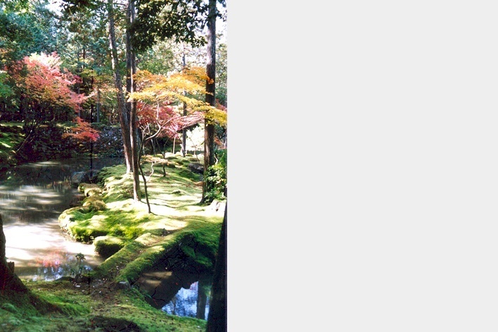 Koke-dera, o Templo dos Musgos: o colorido dos Momijis (acer japonicum) iluminando os musgos <br />Foto Maria do Carmo Maciel Di Primio 