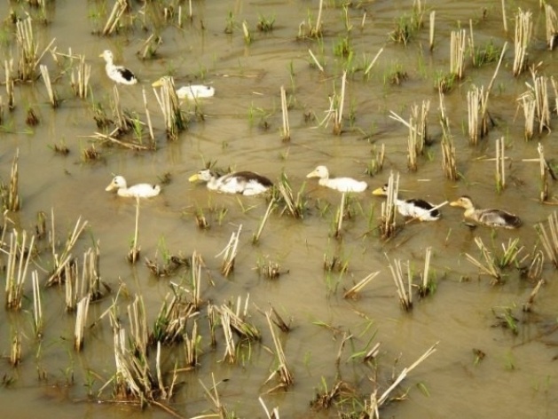 Sapa, vale Muong Hoa: patos e arrozal<br />Foto Lucia Maria Borges de Oliveira 