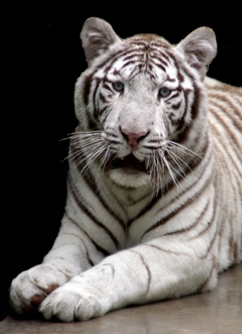 Tigre-branco [Foto Glória Jafet / Zôo SP]
