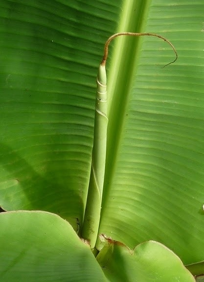 Ceará. Folhas de bananeira<br />Foto José Albano 