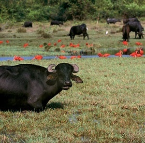 Búfalos e Guarás na Fazenda Araruna, Ilha de Marajó PA<br />Foto Christian Knepper  [Banco de Imagens Embratur]