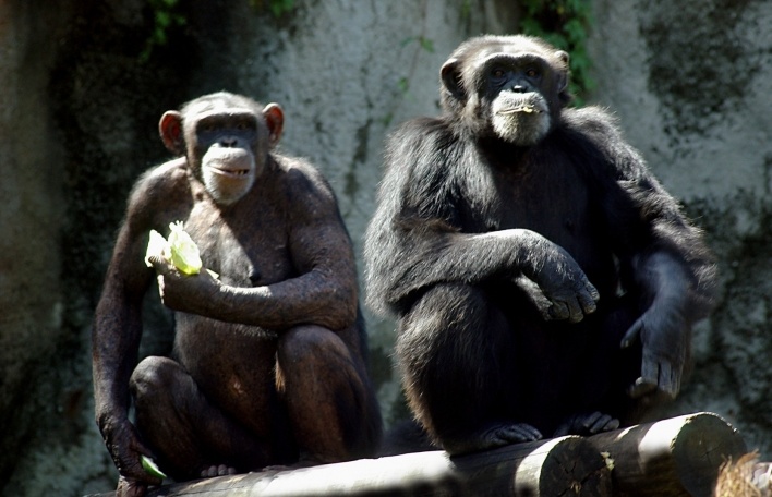 Chimpanzés [Foto Glória Jafet / Zôo SP]