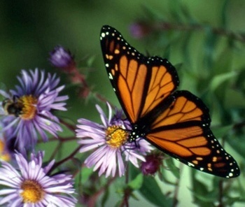 Aster e borboleta monarca em setembro em Montreal<br />Foto Sandra Barone 