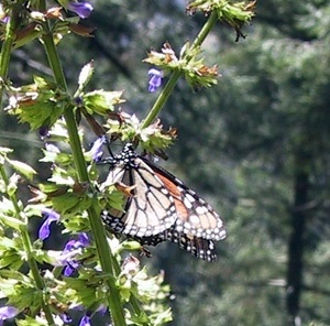Borboleta monarca colhendo nestar nas flores<br />Foto Sandra Barone 