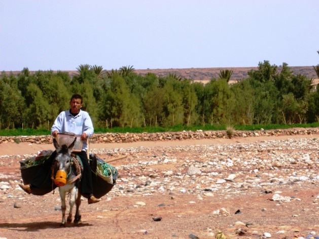 Vale irrigado com o cultivo de alfafa em Aït Benhaddou<br />Foto Kauê Felipe Paiva 