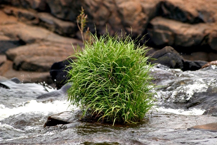 Vegetação existente no leito do rio <br />Foto Juliana Falchetti 