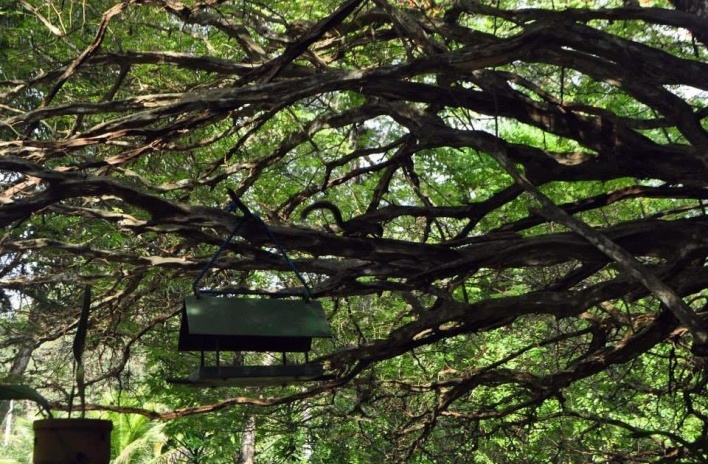 Sítio Alecrim, árvore com casinha e esquilo, Barra da Tijuca, Rio de Janeiro<br />Foto Celso Brando 