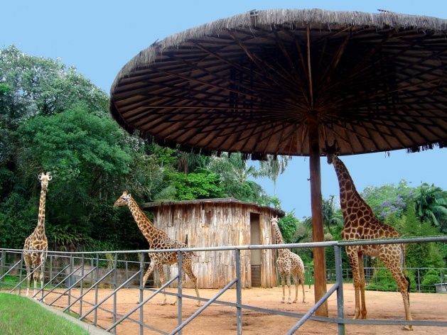 Recinto das girafas [Foto Glória Jafet / Zôo SP]