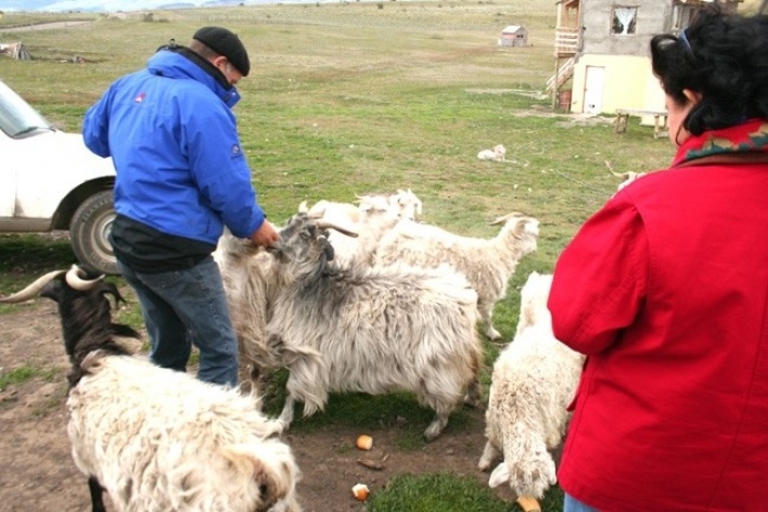 A profusão de lã nestas cabras patagônicas chega a impresionar<br />Foto Thomas Bussius 