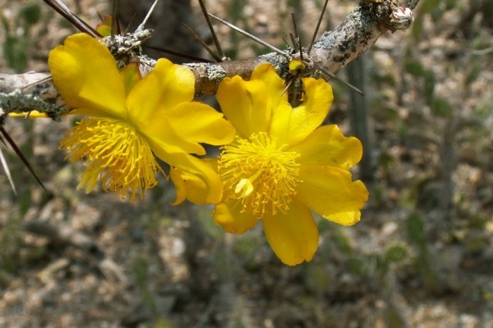 Guamacho (<i>Pereskia guamacho</i>) em flor no Parque Nacional Cerro Saroche, Venezuela<br />Foto JR Ferrer Paris  [Wikimedia Commons]